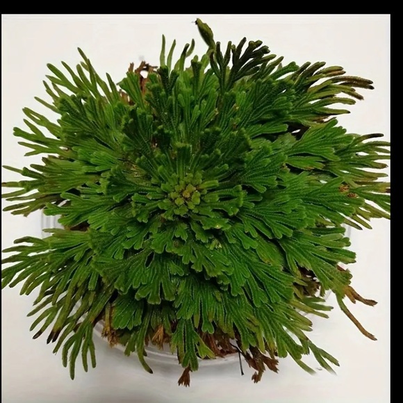 LAST ONE Rose of Jericho,  One Plant , Spiritual Cleansing, Luck, and Prosperity - Picture 3 of 8